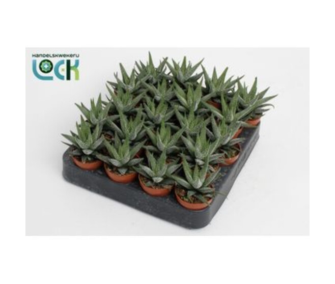 CACTUS HAWORTHIA CONCOLOR