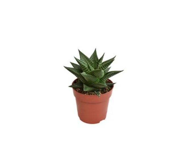 CACTUS HAWORTHIA LIMIFOLIA