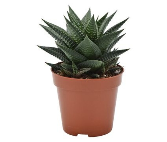 CACTUS HAWORTHIA LIMIFOLIA