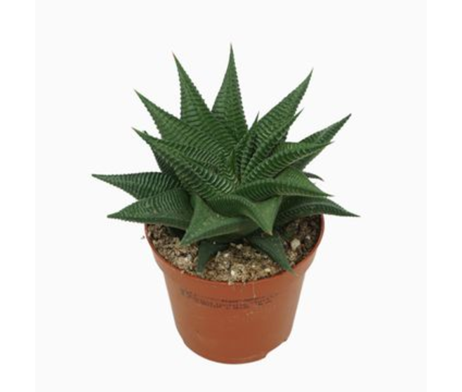 CACTUS HAWORTHIA LIMIFOLIA