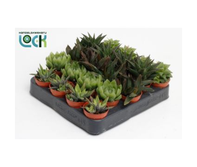 CACTUS HAWORTHIA VARIE