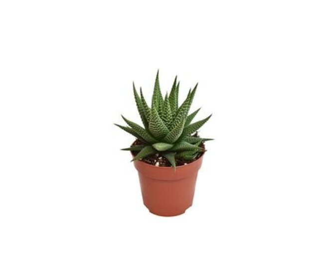 CACTUS HAWORTHIA