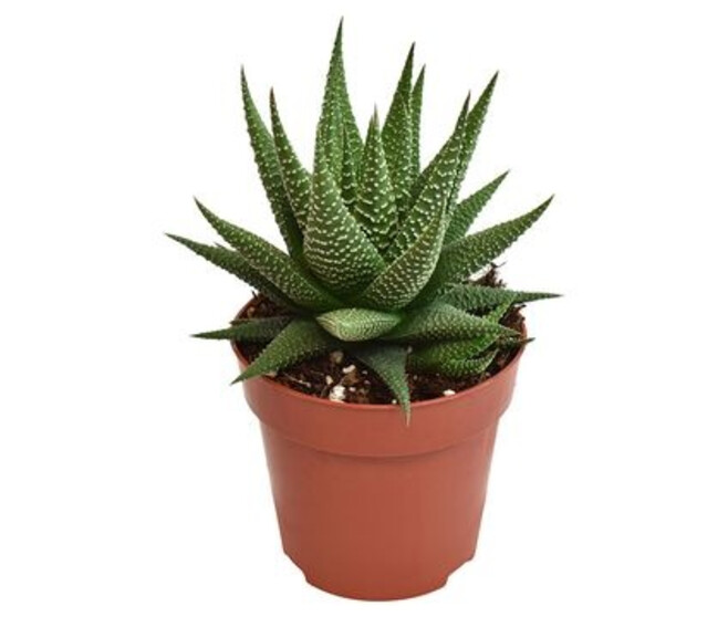 CACTUS HAWORTHIA