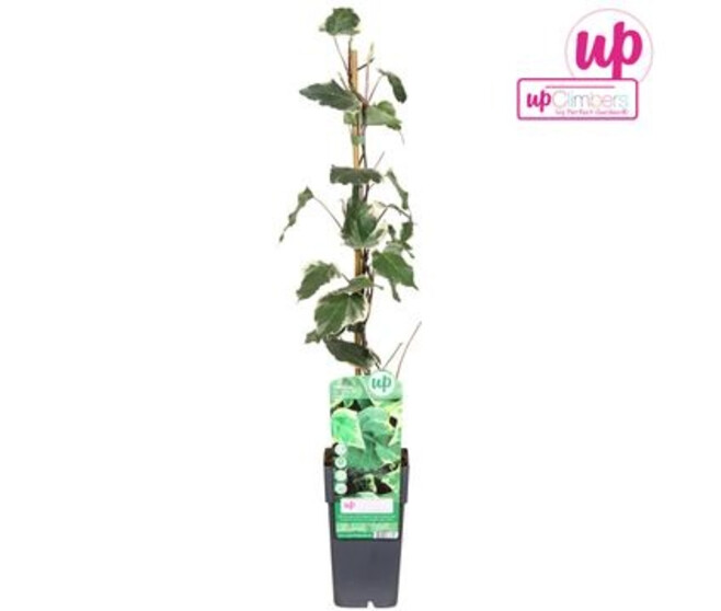 HEDERA MARENGO PYRAM