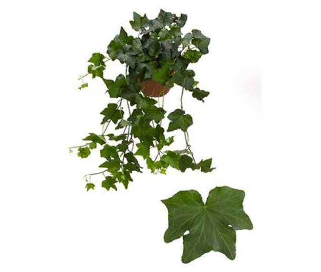 HEDERA BRIGITTE