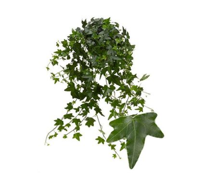 HEDERA JACOBINE