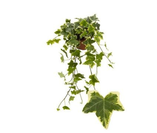 HEDERA JAUNE PANACHE