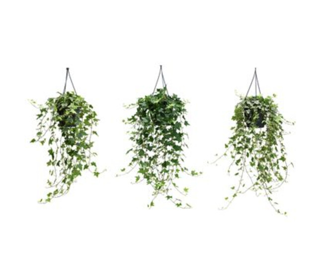 HEDERA VARIES SUSP