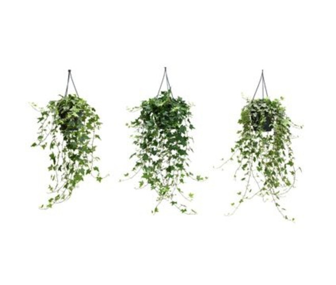 HEDERA VARIES SUSP