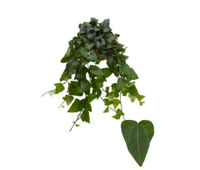 HEDERA MEIN HERZ