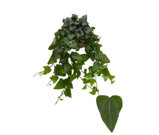 HEDERA MEIN HERZ