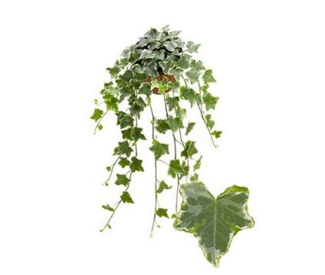 HEDERA MINT KOLIBRI
