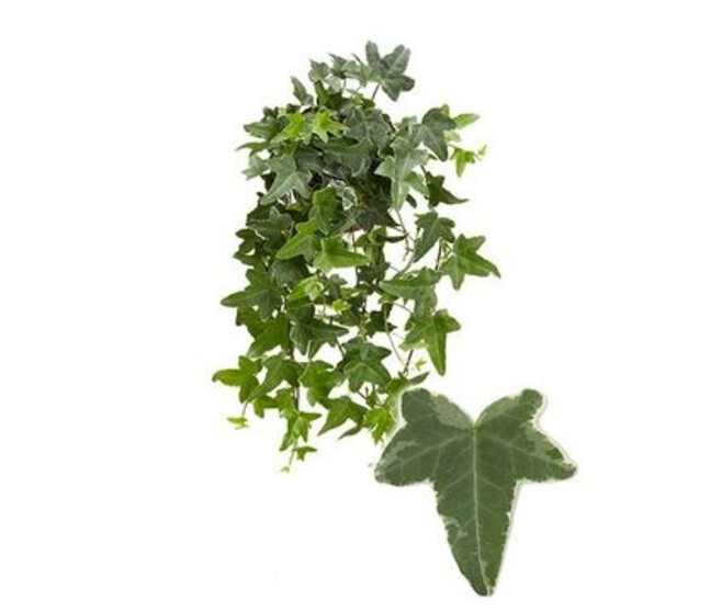 HEDERA MONA LISA