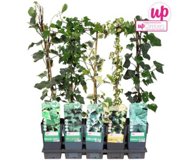 HEDERA VARIE  PYRAM