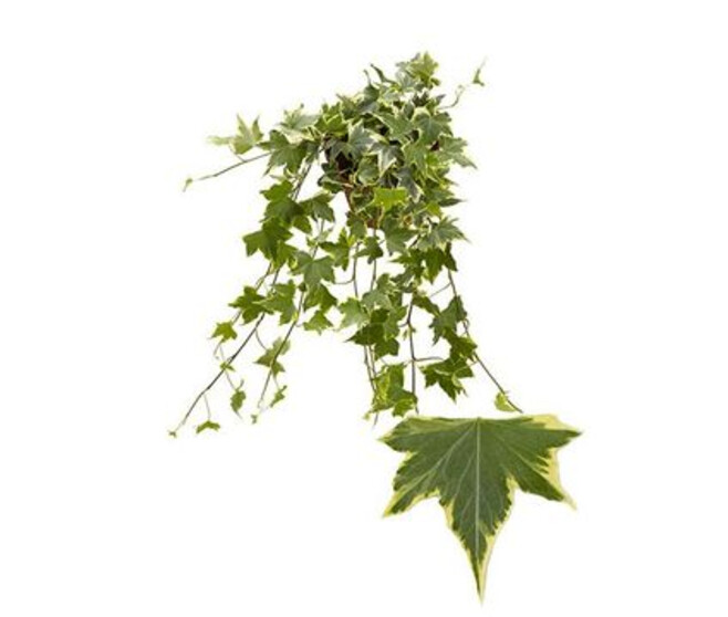 HEDERA YELLOW RIPPLE