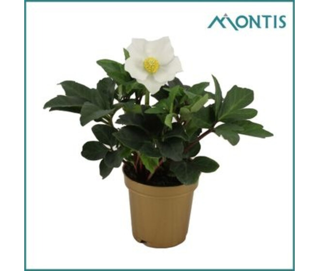 HELLEBORE CHRISTMAS CAROL P OR