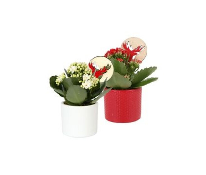 KALANCHOE FL DBLE CERAM