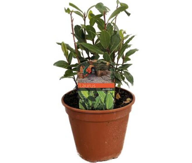LAURUS NOBILIS