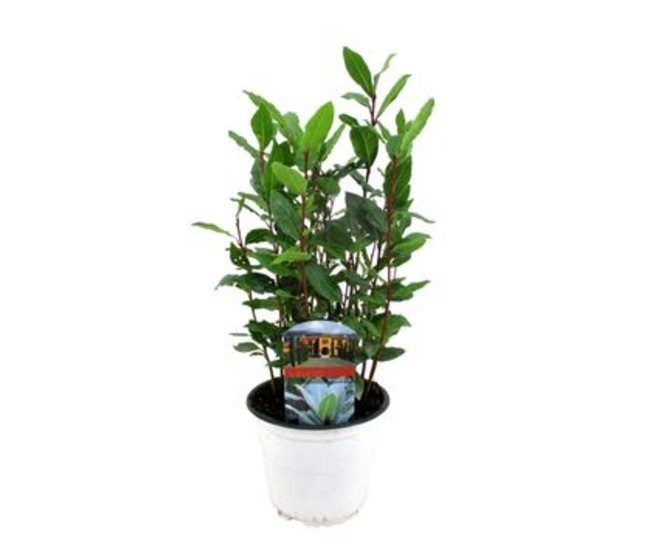 LAURUS NOBILIS