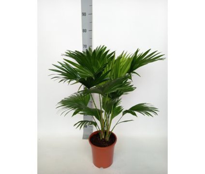 LIVISTONIA
