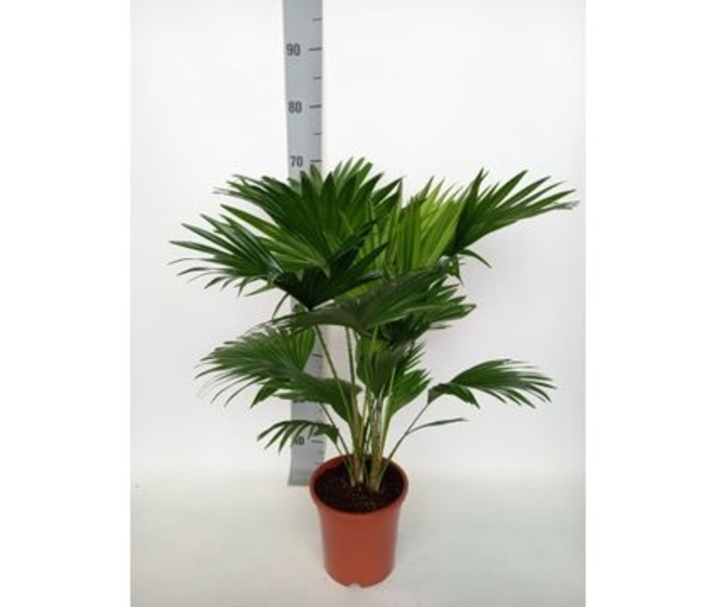LIVISTONIA