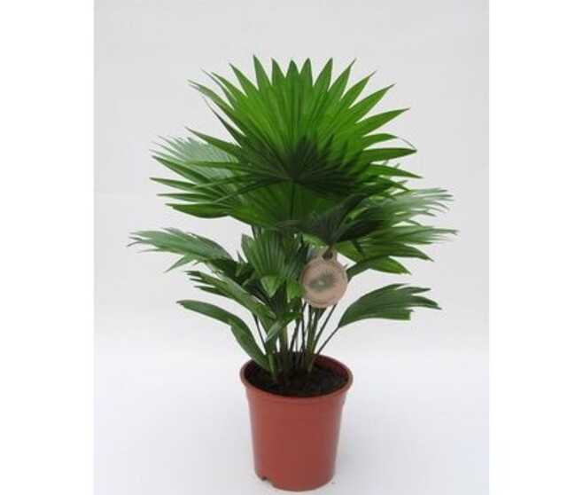 LIVISTONIA
