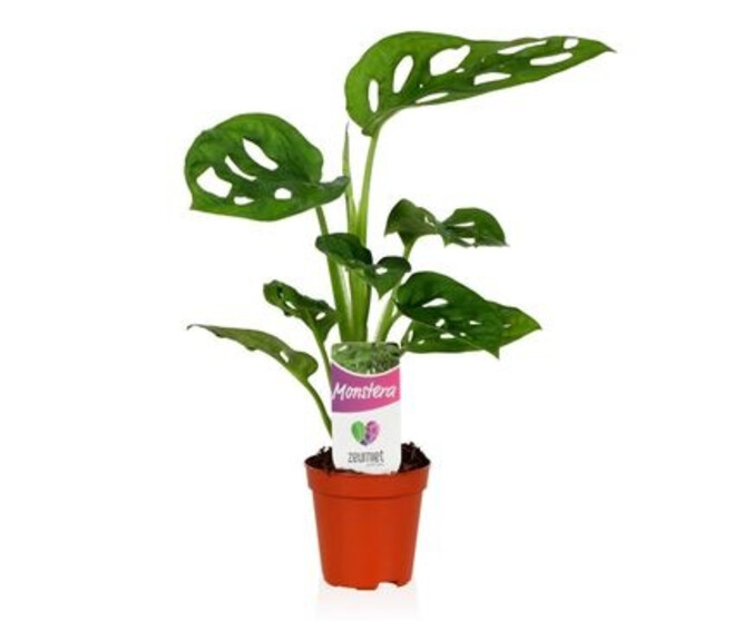 PHILODENDRON MONSTERA MONKEY