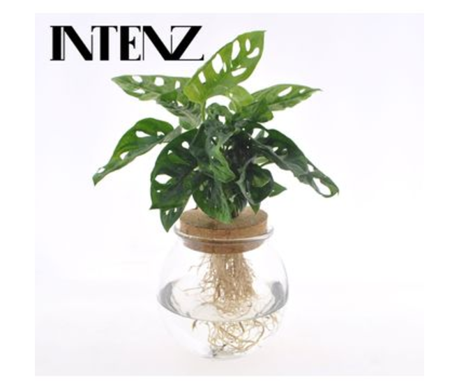 PHILODENDRON MONSTERA ADANSONII VERRE