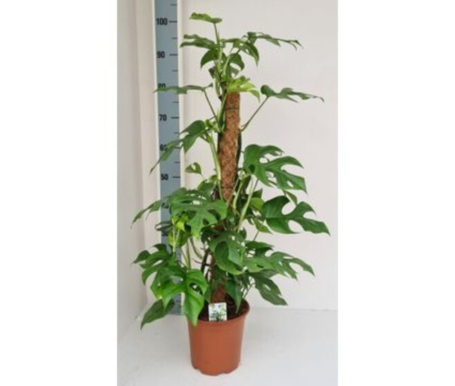 PHILODENDRON MONSTERA