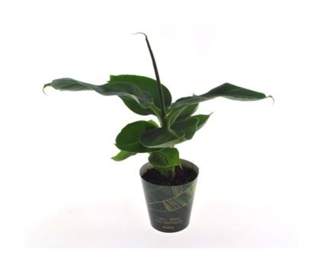 MUSA TROPICANA POTCOVER