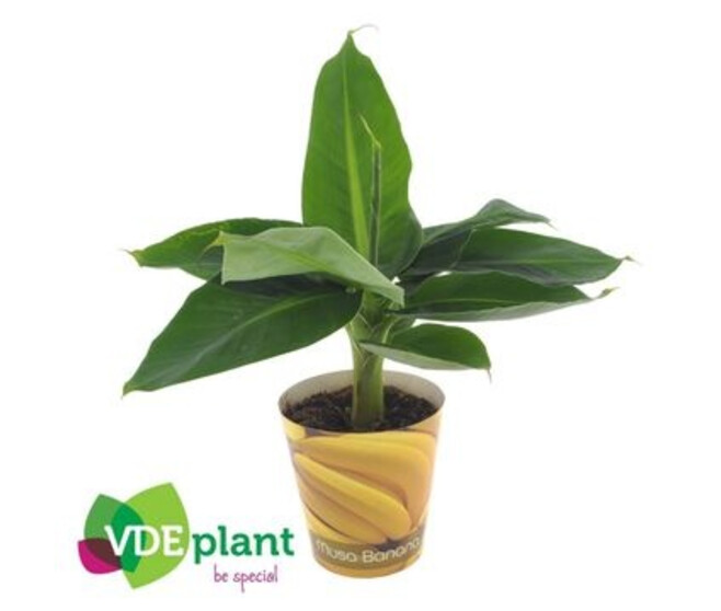 MUSA TROPICANA POTCOVER