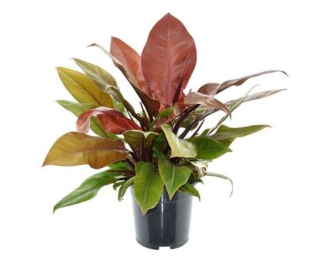 PHILODENDRON