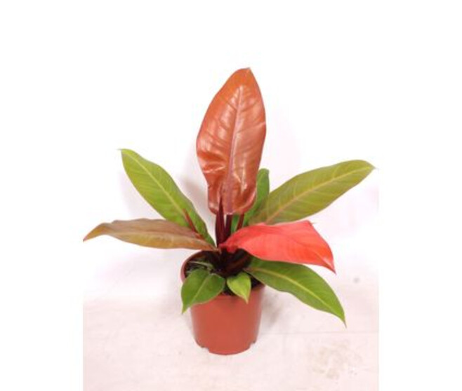 PHILODENDRON