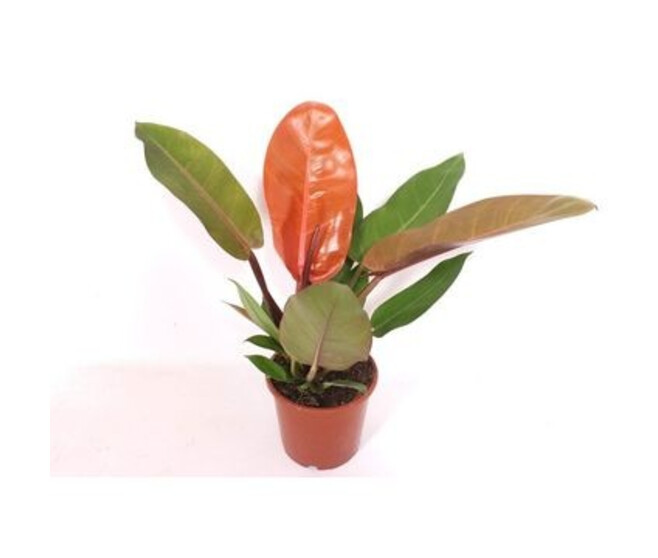PHILODENDRON