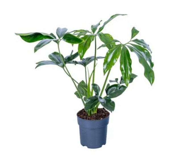 PHILODENDRON FUN BUN