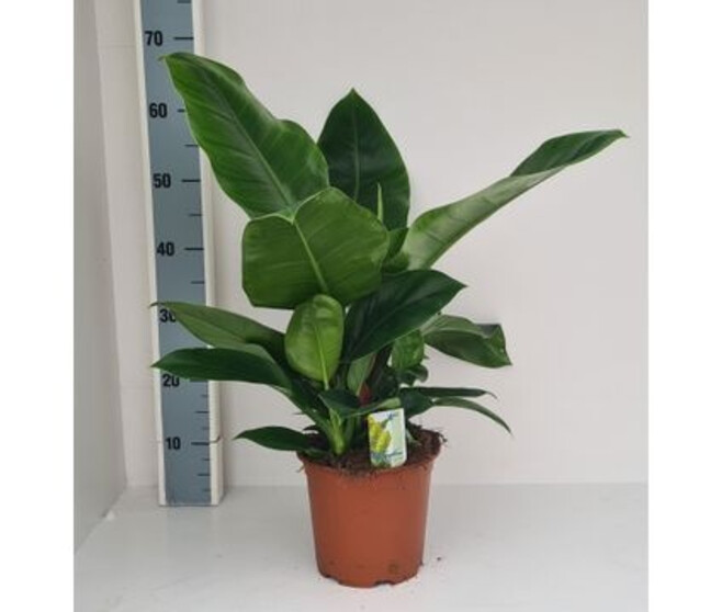 PHILODENDRON IMPERIAL GREEN