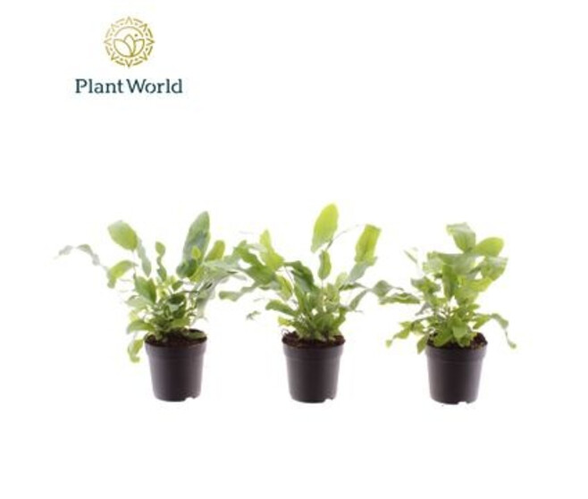 PHLEBODIUM BLUE STAR