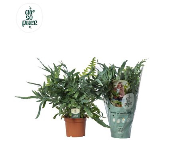 PHLEBODIUM BLUE STAR