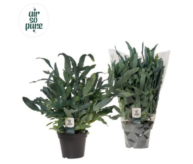 PHLEBODIUM BLUE STAR