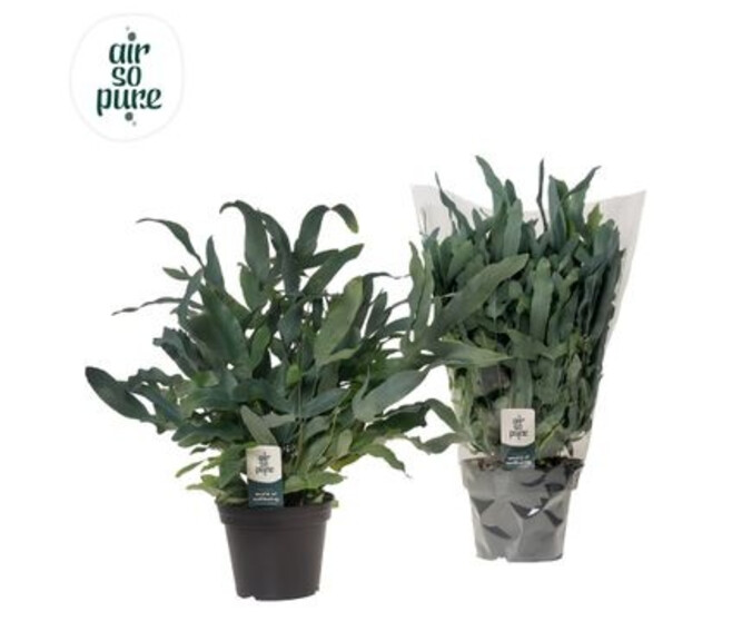 PHLEBODIUM BLUE STAR