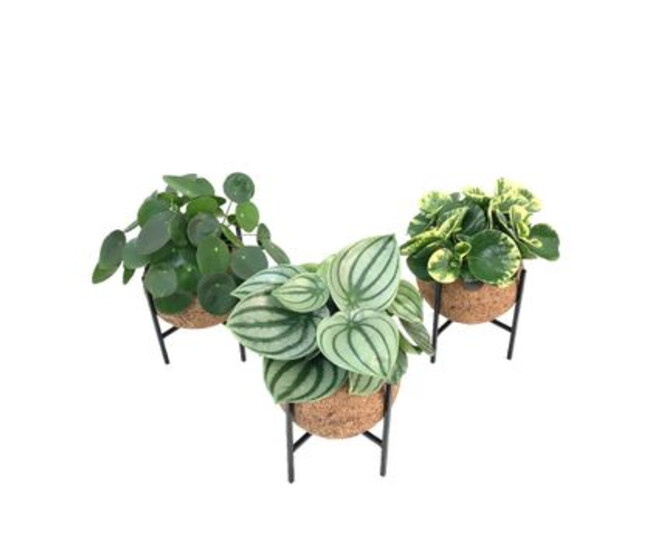 PLANTE VERTE KOKODAMA TREDIED