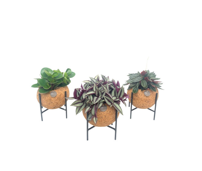 PLANTE VERTE KOKODAMA TREDIED