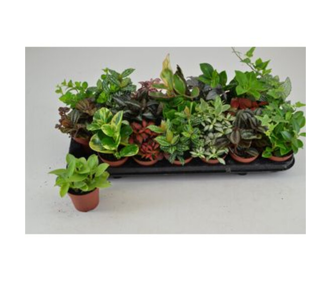 PLANTE VERTE VARIEE