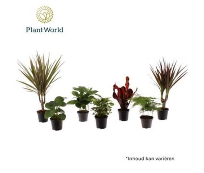 PLANTE VERTE VARIEE