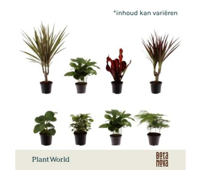 PLANTE VERTE VARIEE