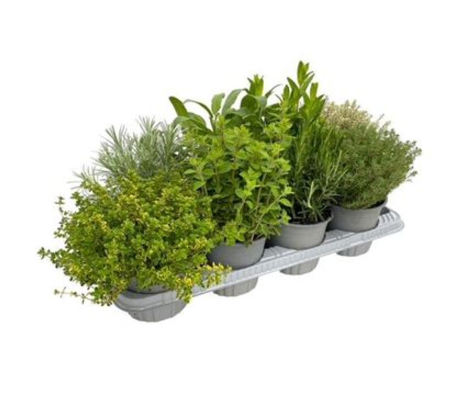 AROMATIQUE VARIEE