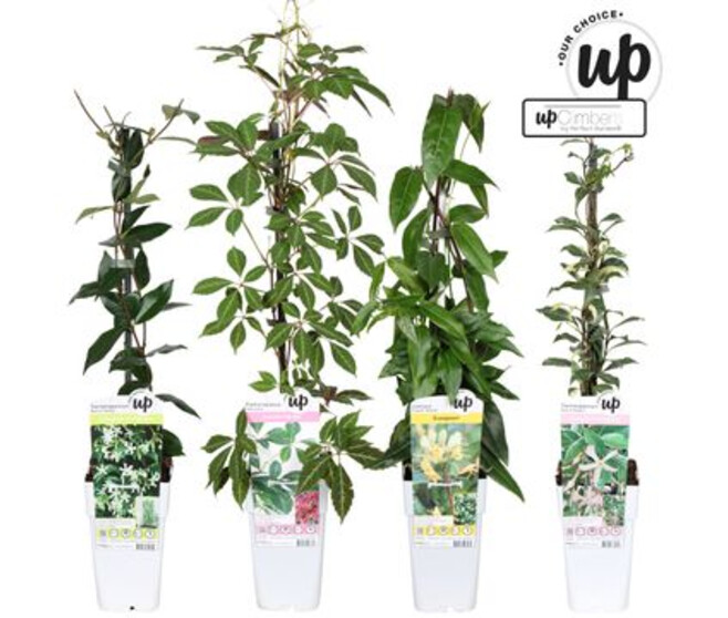 PLANTE GRIMPANTE VARIEE