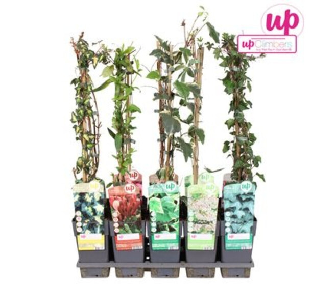 PLANTE GRIMPANTE VARIEE