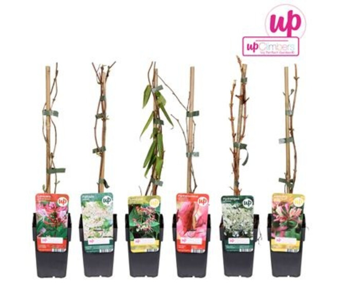 PLANTE GRIMPANTE VARIEE