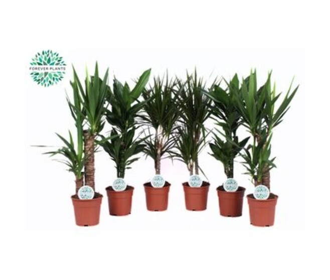 PLANTE VERTE VARIEE